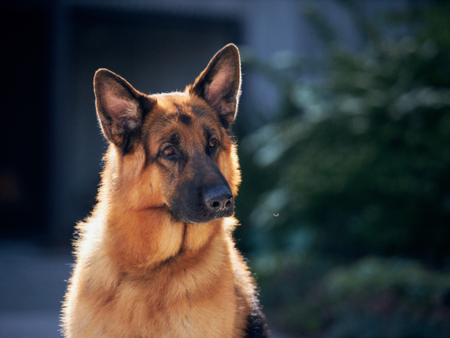 Hudson &amp; Rex Episode 205