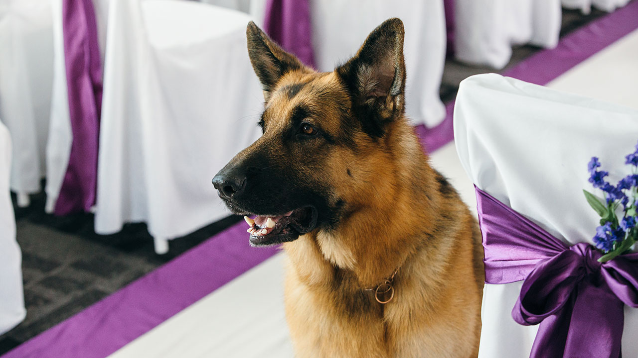 Hudson & Rex - Hudson & Rex – Flower Power