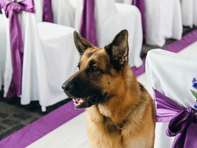 Hudson &amp; Rex Episode 206