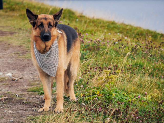 Hudson &amp; Rex Episode 208