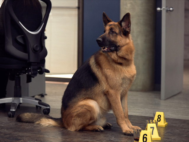 Hudson &amp; Rex Episode 210