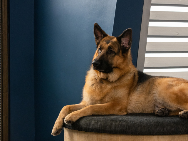 Hudson &amp; Rex Episode 214