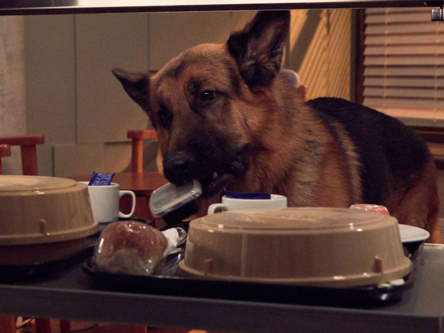 Hudson &amp; Rex Episode 216