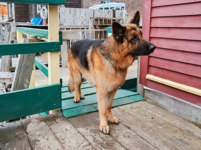 Hudson &amp; Rex Episode 216