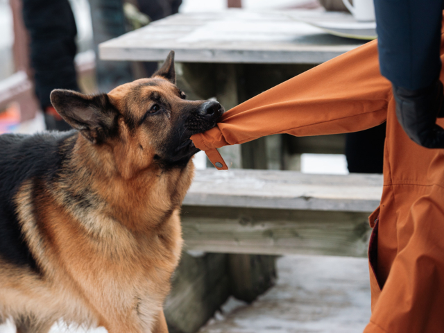 Hudson &amp; Rex Episode 219