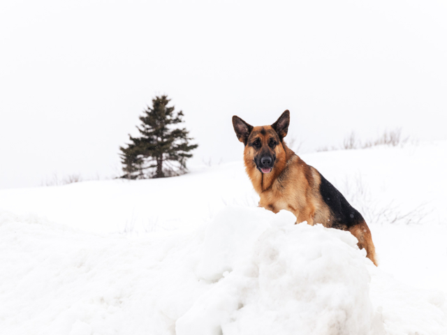 Hudson &amp; Rex Episode 219