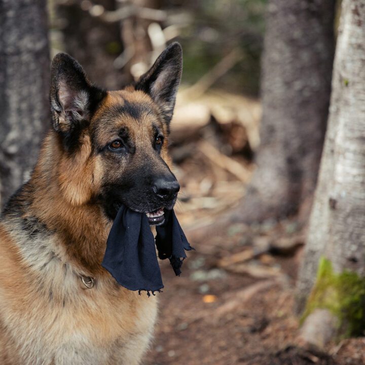 Hudson &amp; Rex Episode 301