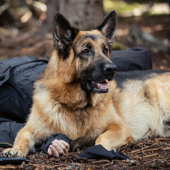 Hudson &amp; Rex Episode 301