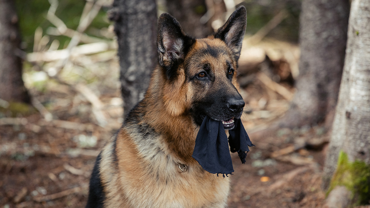 Hudson & Rex - Hudson & Rex – You Can Run, But You Can’t Hide