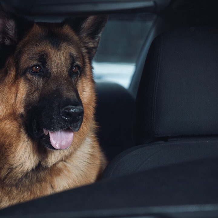 Hudson &amp; Rex Episode 302