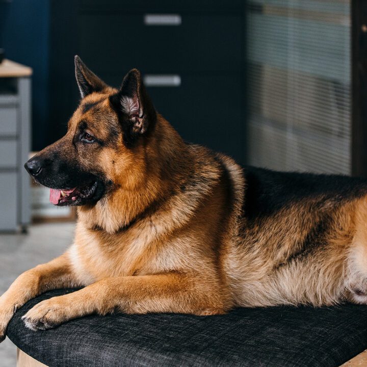 Hudson &amp; Rex Episode 304