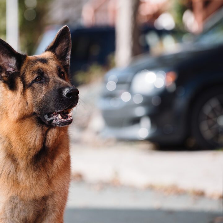 Hudson &amp; Rex Episode 304