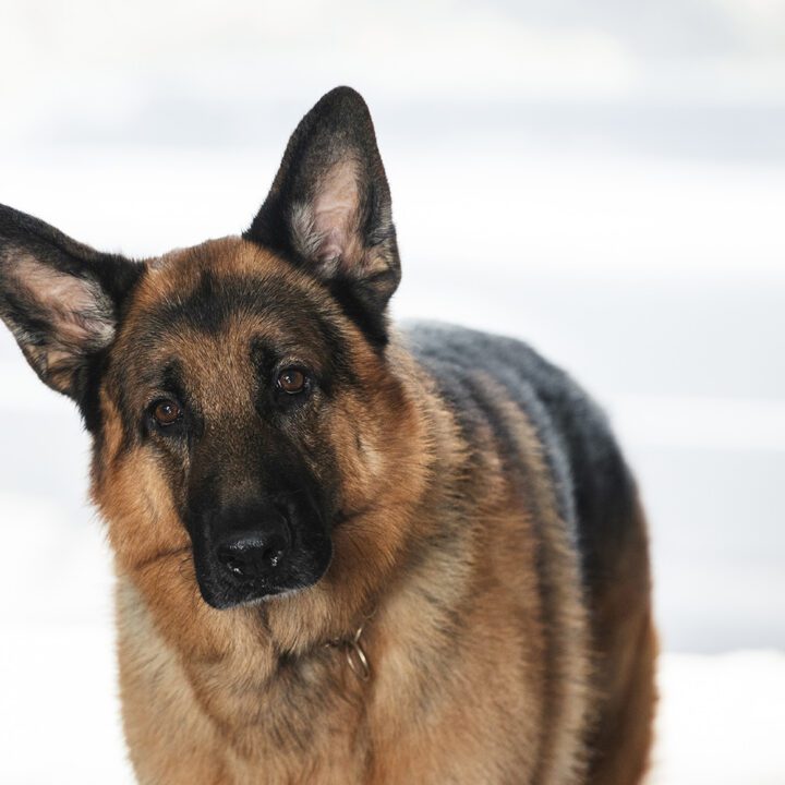 Hudson &amp; Rex Episode 305