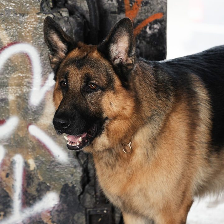 Hudson &amp; Rex Episode 305