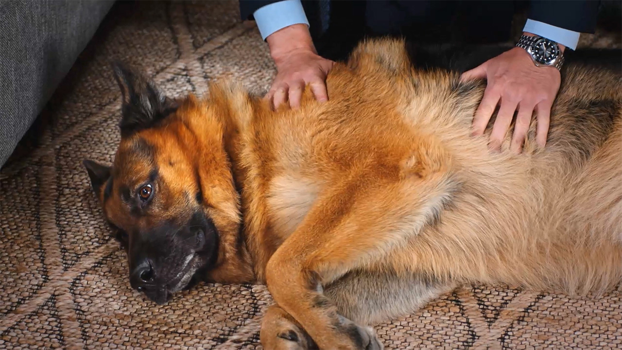 Hudson & Rex - Hudson & Rex – Down For the Count?