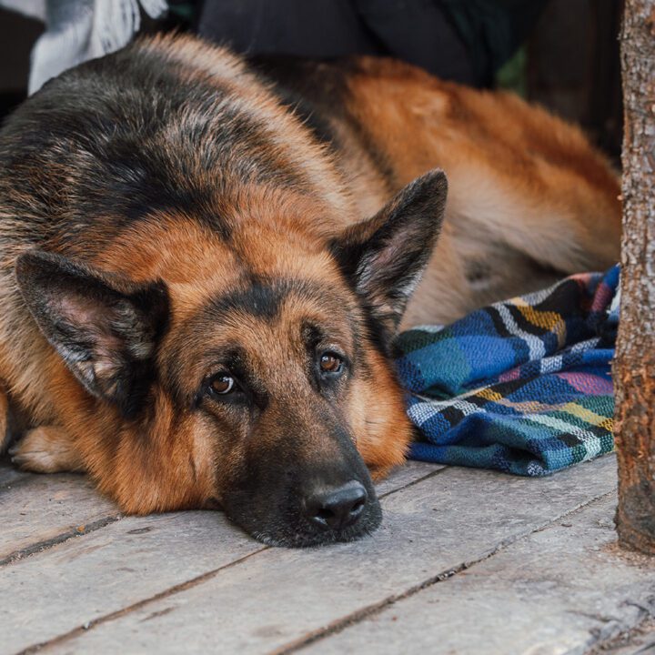 Hudson &amp; Rex Episode 306