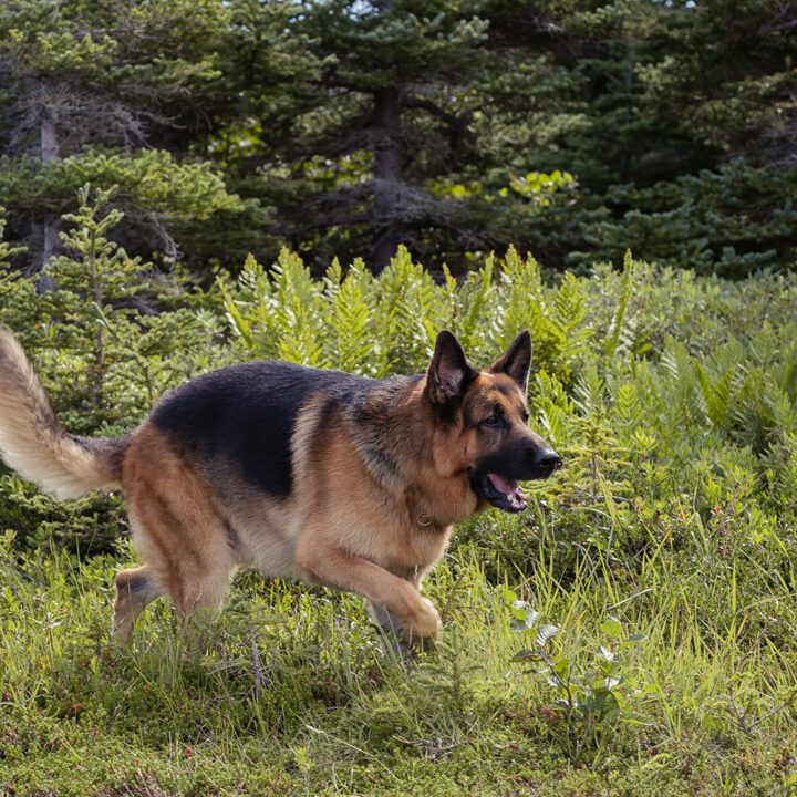 Hudson &amp; Rex Episode 307