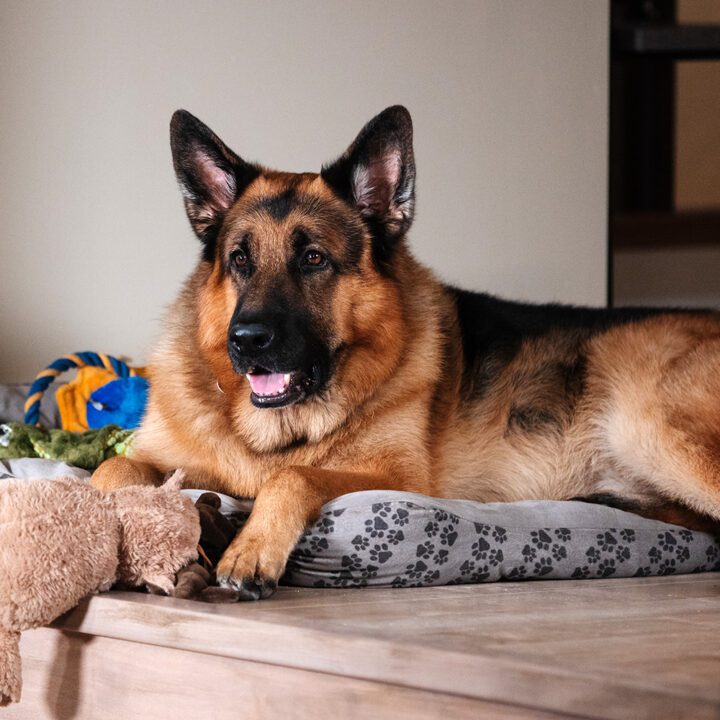 Hudson &amp; Rex Episode 308