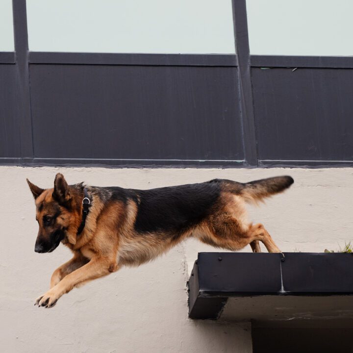 Hudson &amp; Rex Episode 311