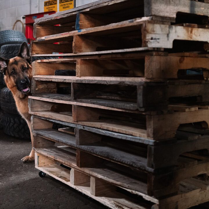 Hudson &amp; Rex Episode 314