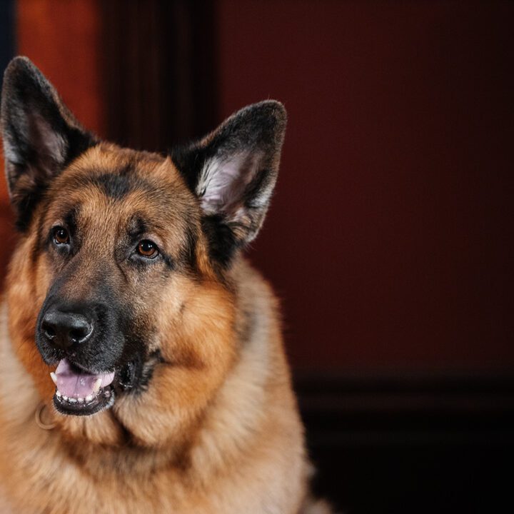 Hudson &amp; Rex Episode 315