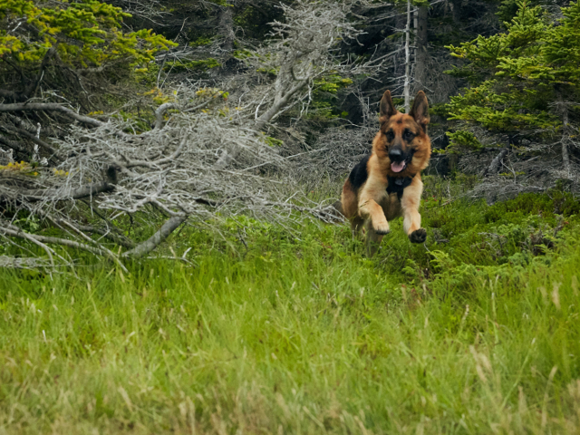 Hudson &amp; Rex Episode 207