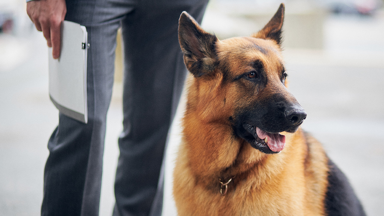 Hudson & Rex - Hudson & Rex – Clothes Call