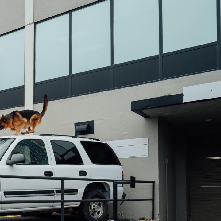 Hudson &amp; Rex Episode 311