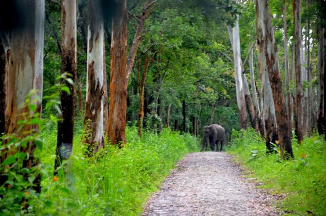 Bandipur National Forest Wildlife, Karnataka, India